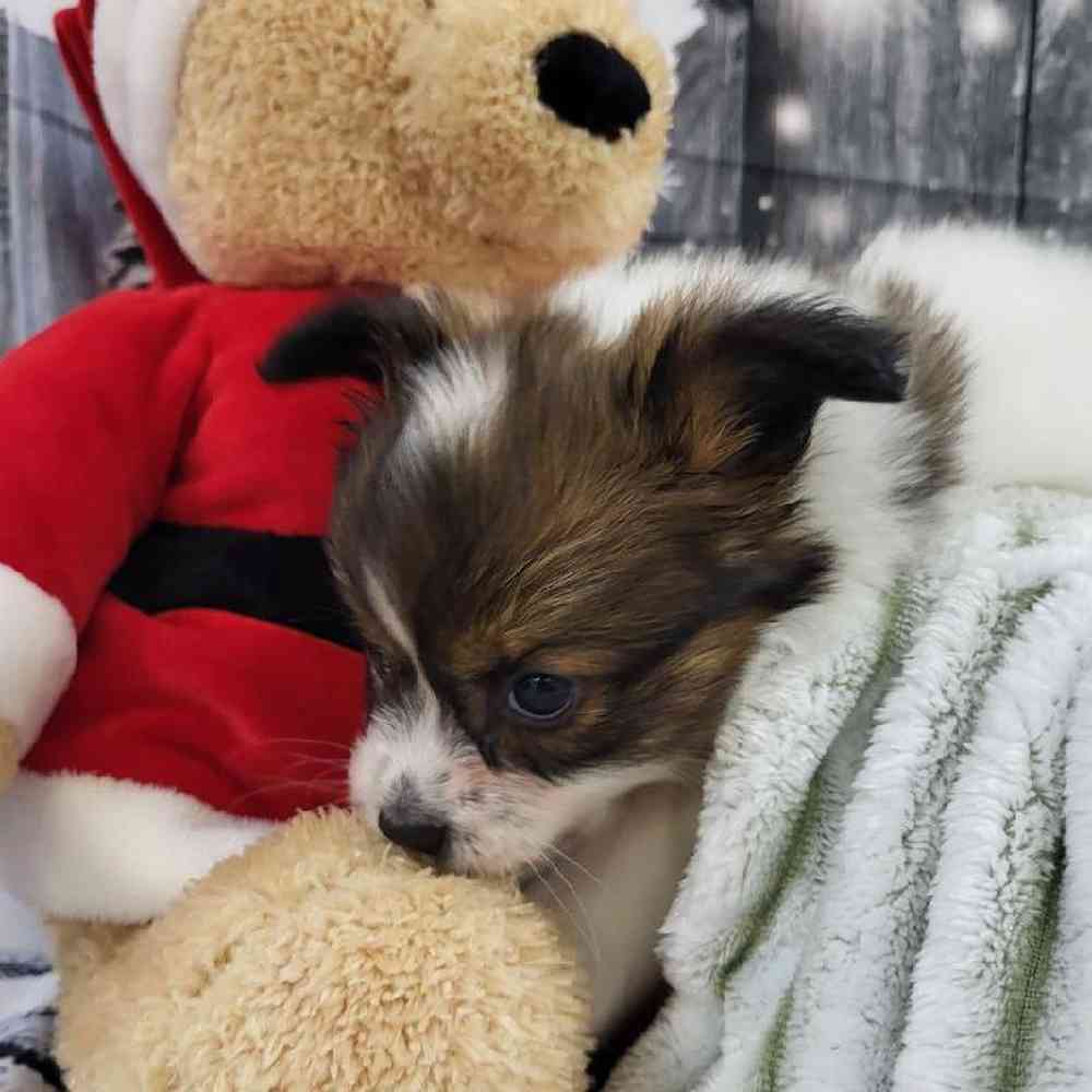 Male Papillon Puppy for Sale in Monroeville, PA