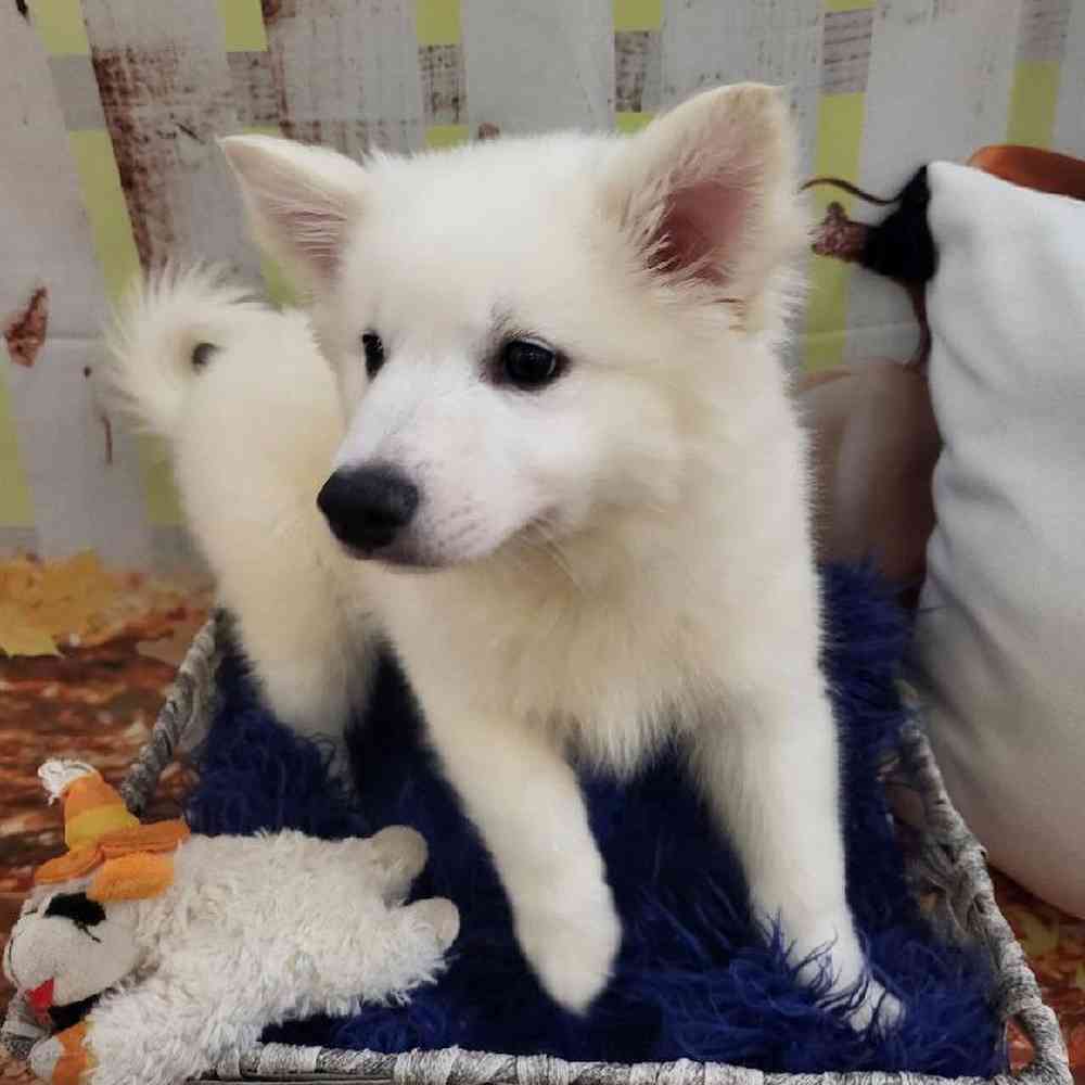 Male American Eskimo Puppy for Sale in Monroeville, PA