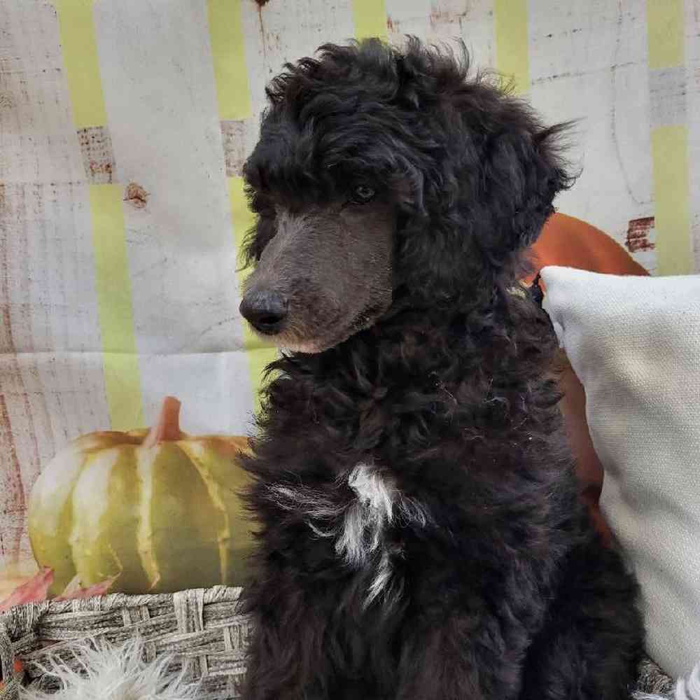 Female Standard Poodle Puppy for Sale in Monroeville, PA