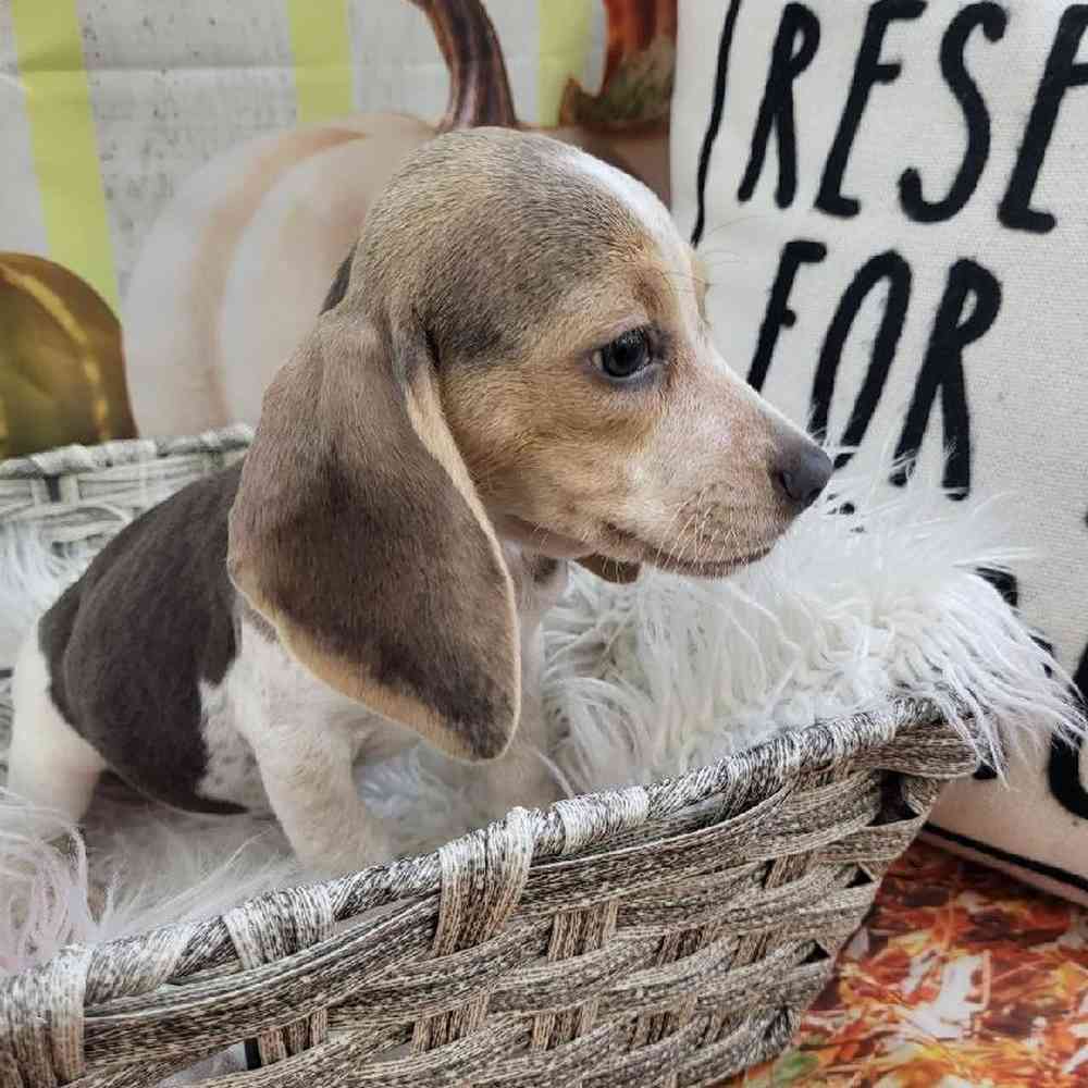 Female Beagle Puppy for Sale in Monroeville, PA