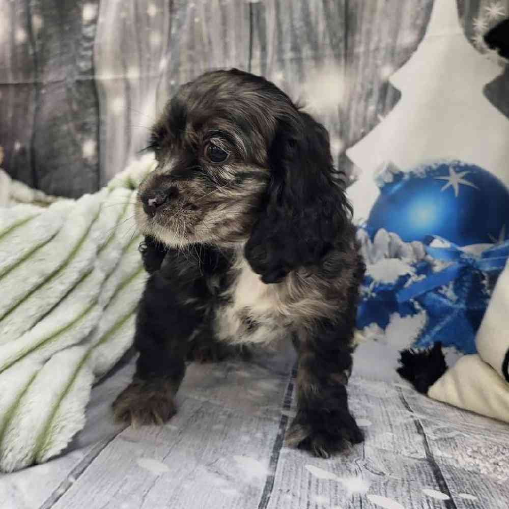 Female Cocker Spaniel Puppy for Sale in Monroeville, PA