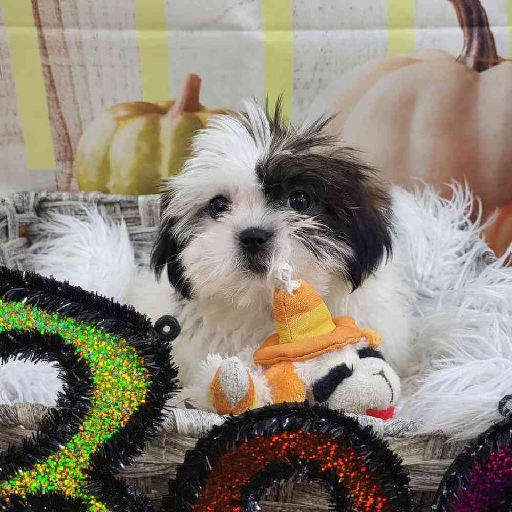 Female Shih Tzu Puppy for Sale in Monroeville, PA