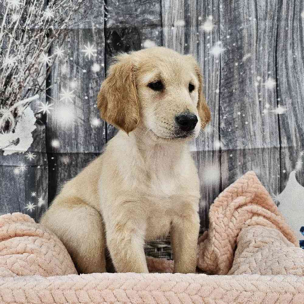 Female Golden Retriever Puppy for Sale in Monroeville, PA