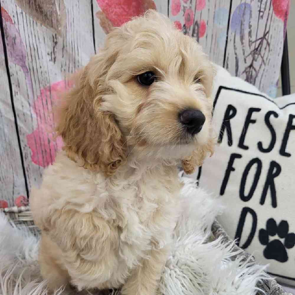 Male Cockapoo Puppy for Sale in Monroeville, PA