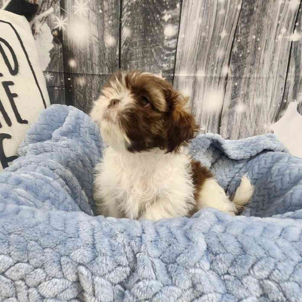 Male Shih Tzu Puppy for Sale in Monroeville, PA