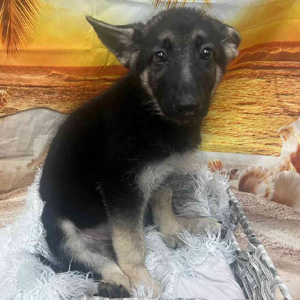 Female German Shepherd Puppy for Sale in Monroeville, PA