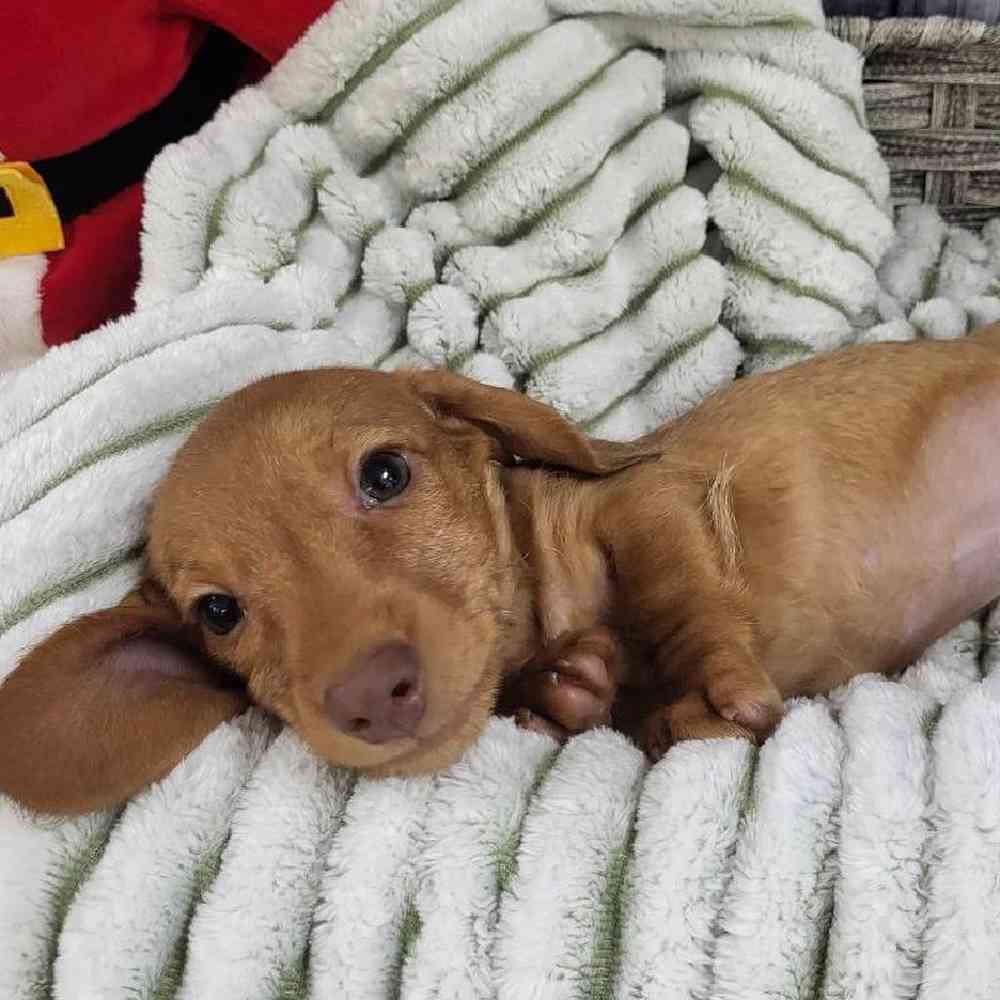 Male Dachshund Puppy for Sale in Monroeville, PA