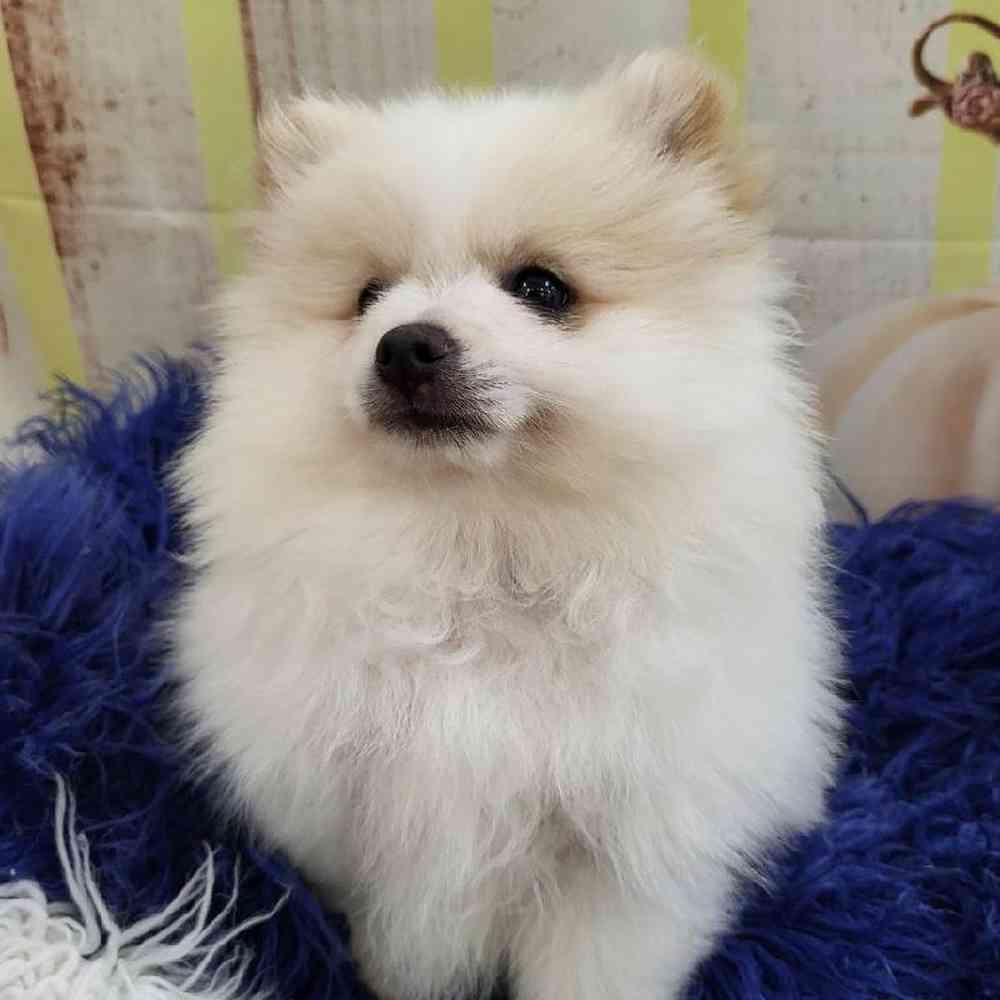 Male Pomeranian Puppy for Sale in Monroeville, PA