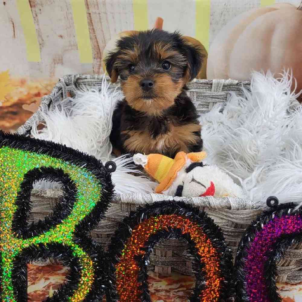 Male Yorkie Puppy for Sale in Monroeville, PA