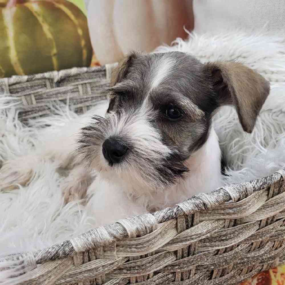 Male Mini Schnauzer Puppy for Sale in Monroeville, PA