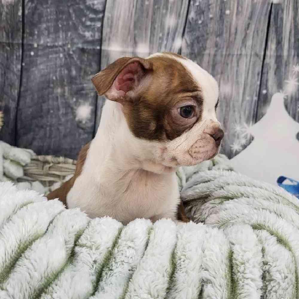 Female Boston Terrier Puppy for Sale in Monroeville, PA