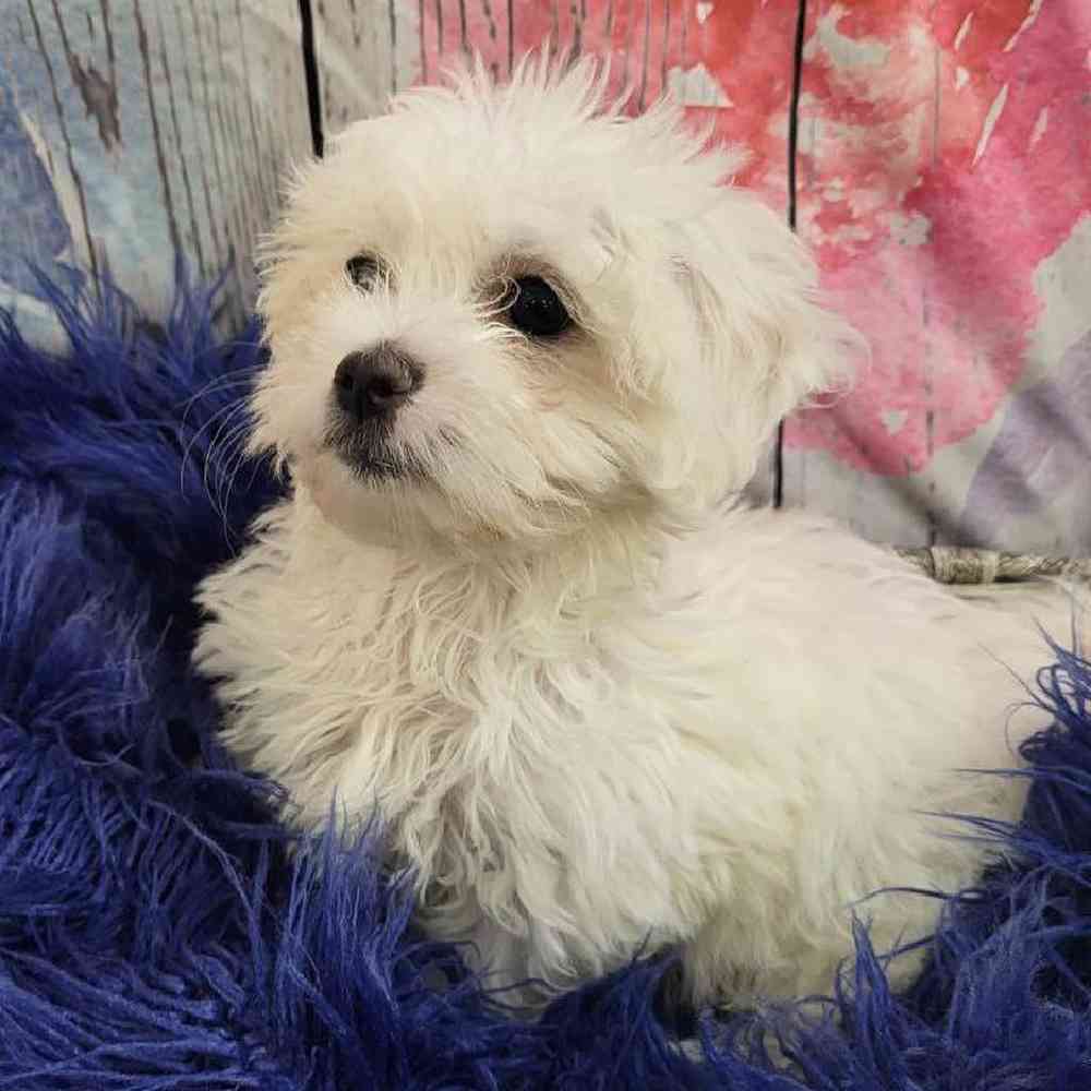 Female Coton De Tulear Puppy for Sale in Monroeville, PA