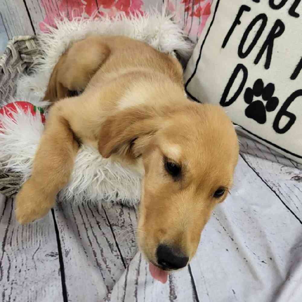 Male Golden Retriever Puppy for Sale in Monroeville, PA