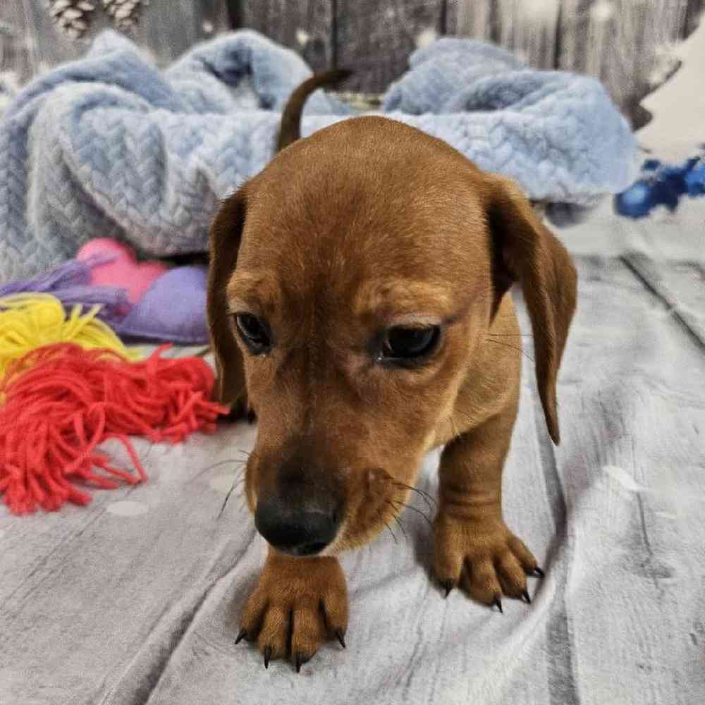 Male Dachshund Puppy for Sale in Monroeville, PA