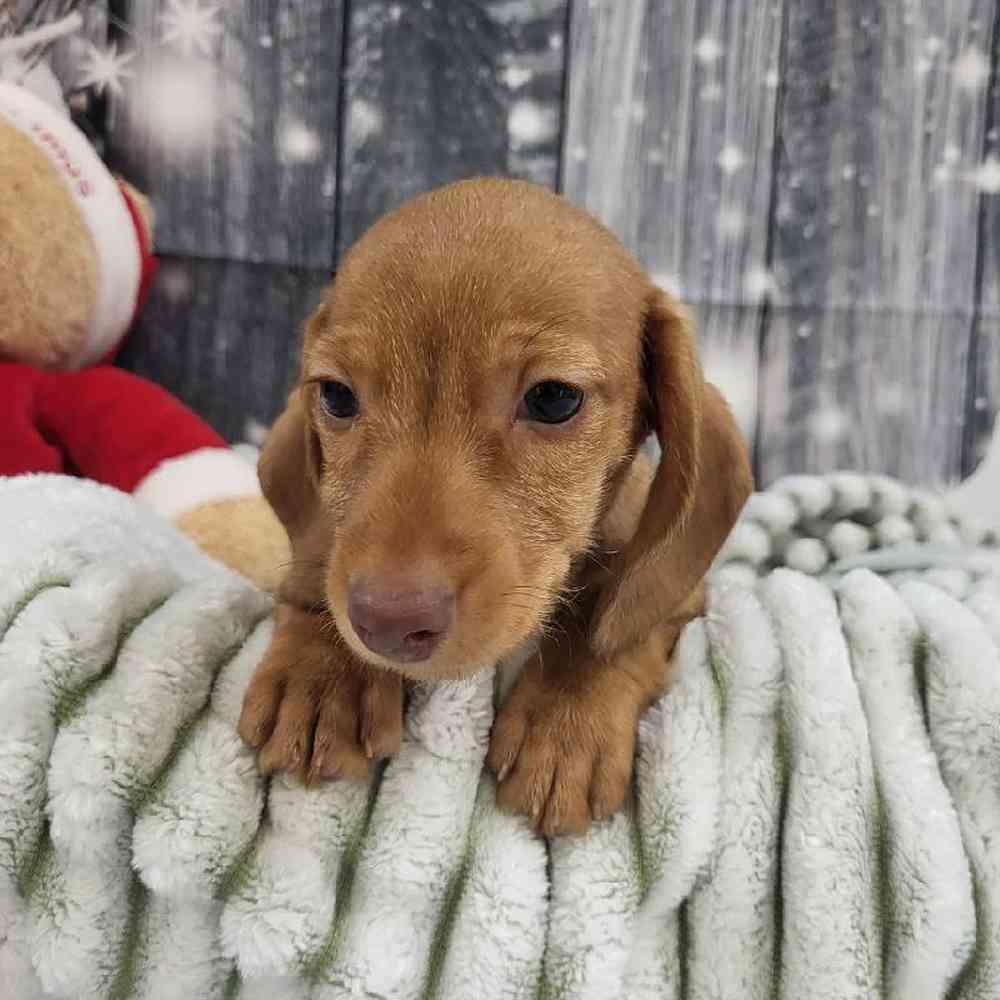 Male Dachshund Puppy for Sale in Monroeville, PA