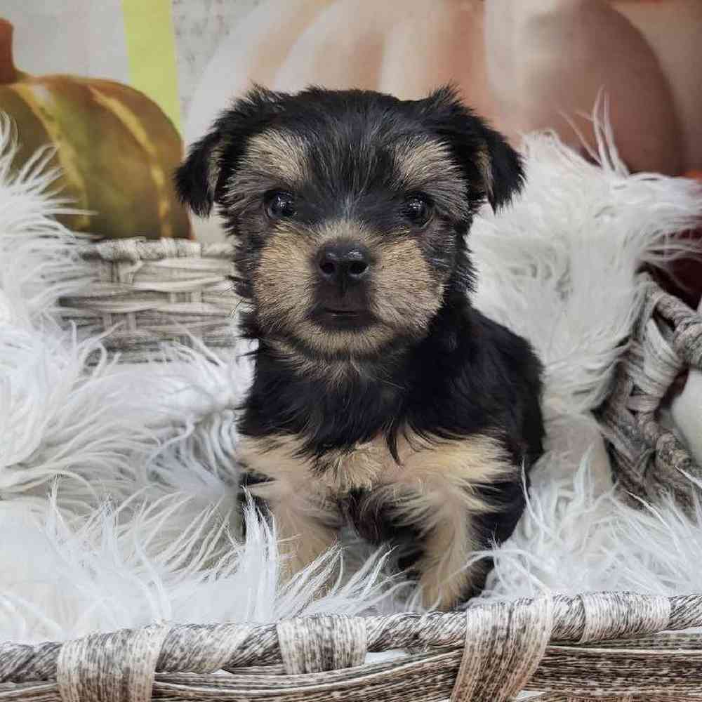 Female Yorkie Puppy for Sale in Monroeville, PA