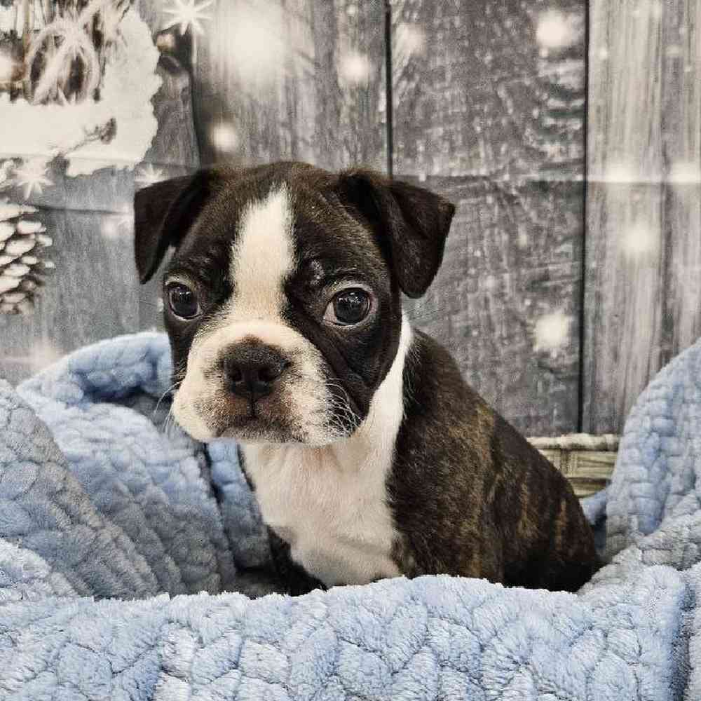 Male Boston Terrier Puppy for Sale in Monroeville, PA