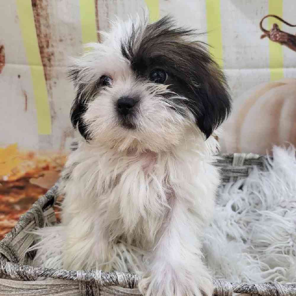 Female Shih Tzu Puppy for Sale in Monroeville, PA