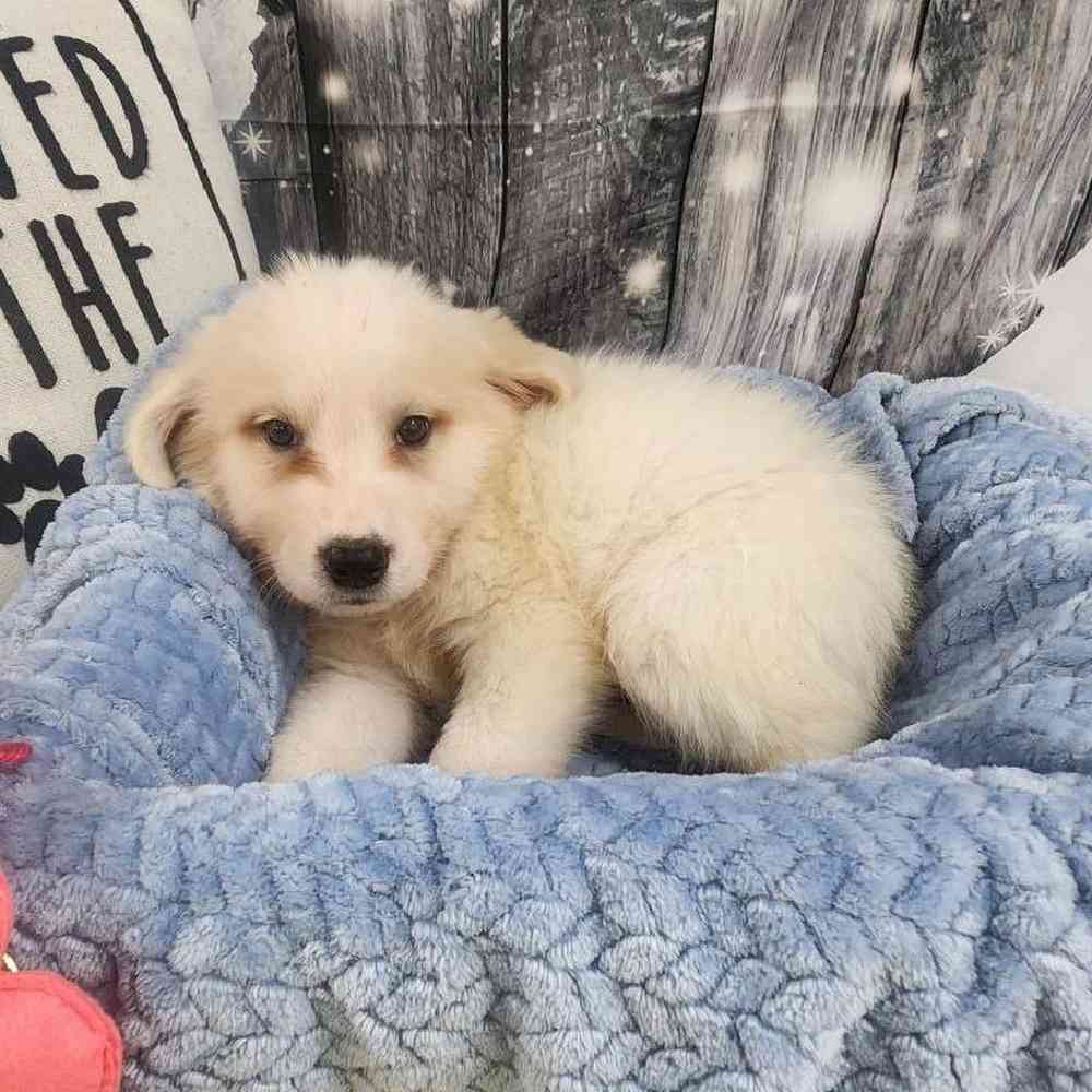 Male Great Pyrenees Puppy for Sale in Monroeville, PA