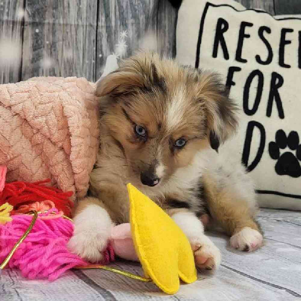 Female Miniature Australian Shepherd Puppy for Sale in Monroeville, PA