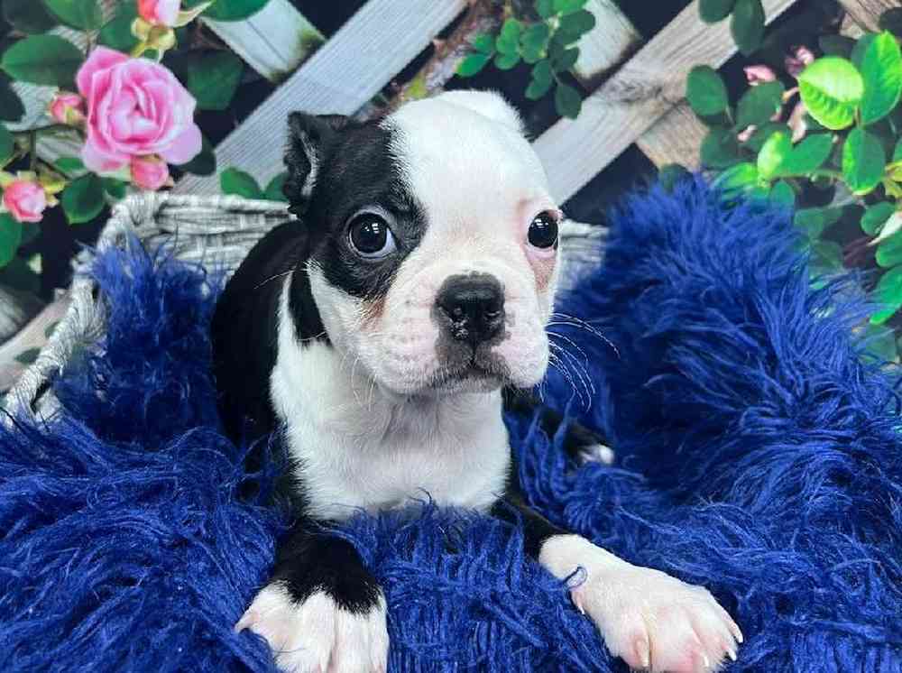 Female Boston Terrier Puppy for Sale in Monroeville, PA