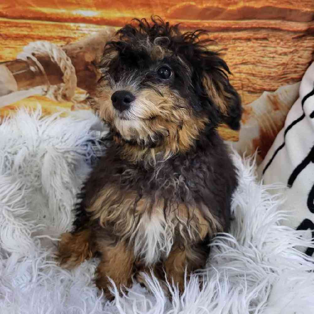 Female Yochon Puppy for Sale in Monroeville, PA