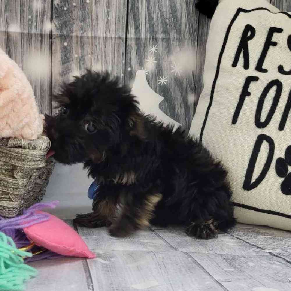 Female Morkie Puppy for Sale in Monroeville, PA