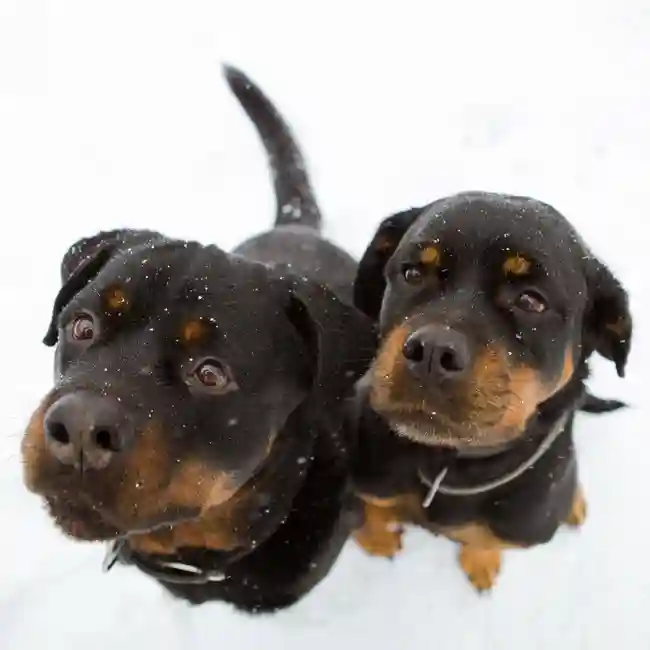 Rottweiler Puppies for Sale