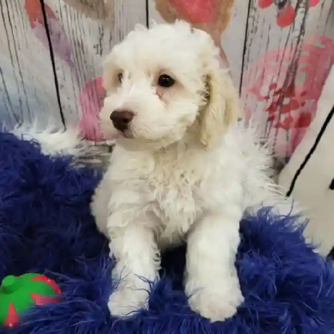 Male Bichon- Poo Puppy for Sale in Monroeville, PA