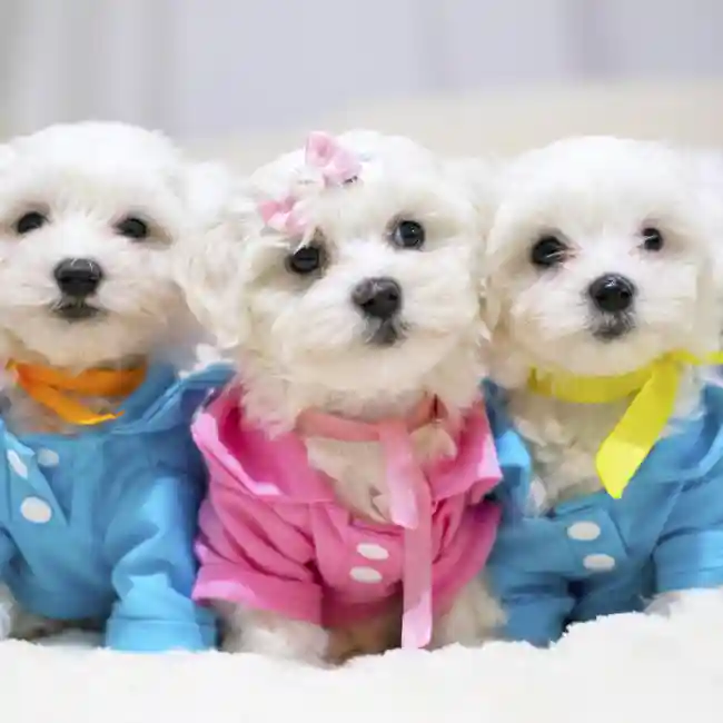 Maltese Puppies for Sale