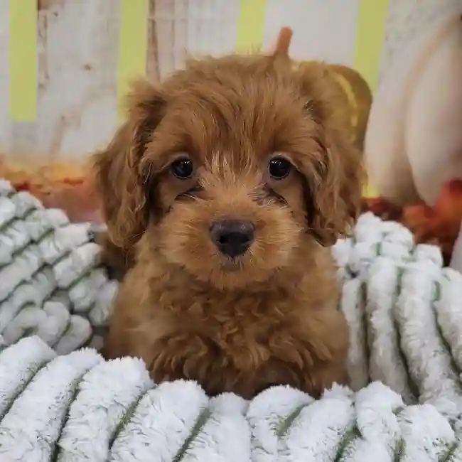 Female Mini Goldendoodle 2nd Gen. Puppy for Sale in Monroeville, PA