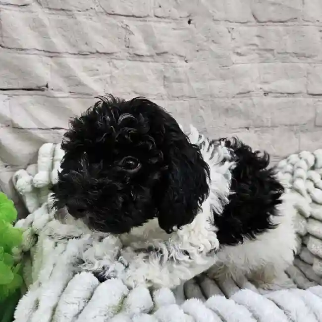 Male Havanese Puppy for Sale in Monroeville, PA