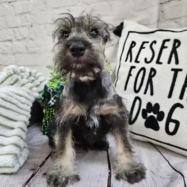 Male Mini Schnauzer Puppy for Sale in Monroeville, PA