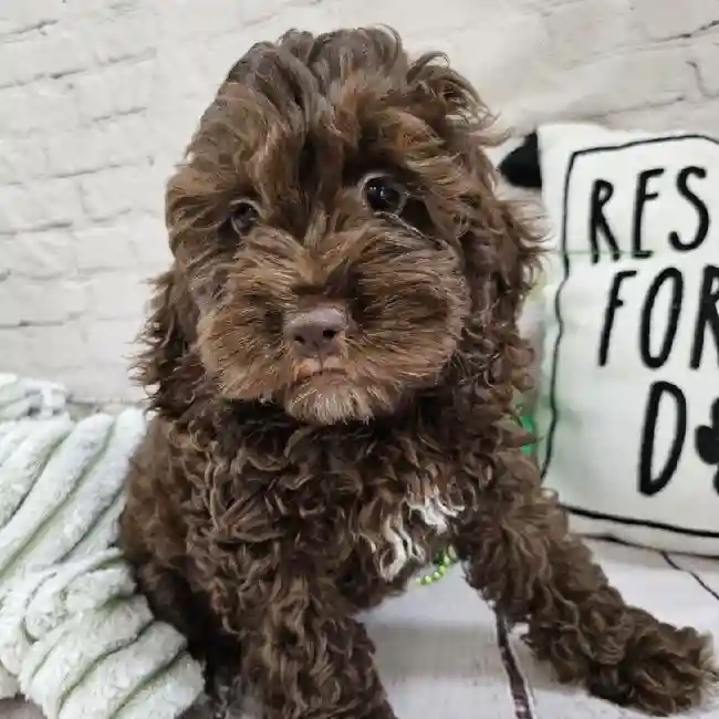 Female Cockapoo Puppy for Sale in Monroeville, PA