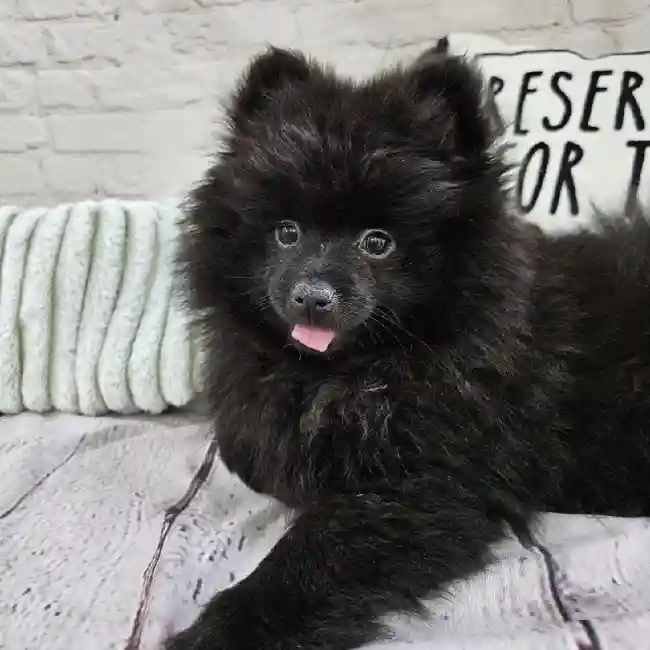 Male Pomeranian Puppy for Sale in Monroeville, PA