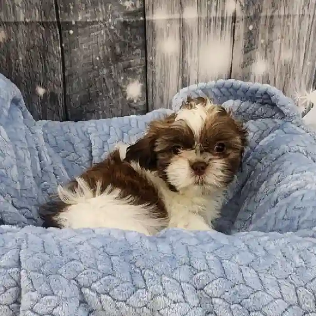 Male Shih Tzu Puppy for Sale in Monroeville, PA