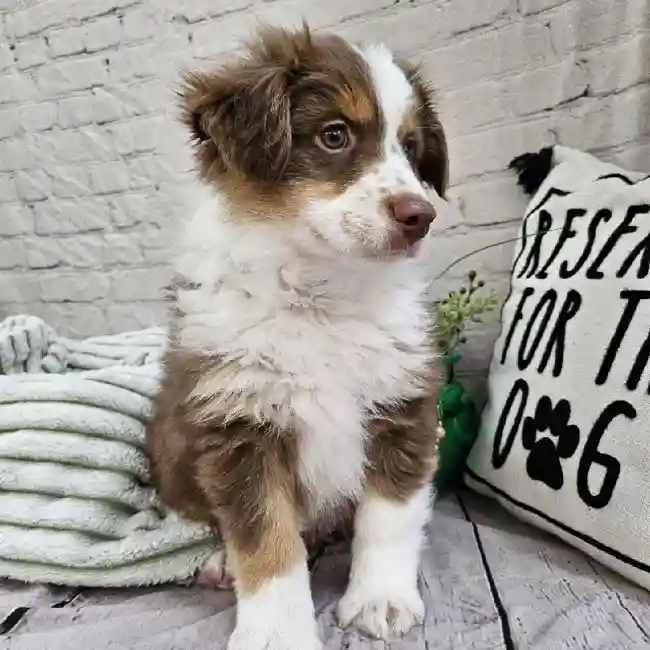 Male Miniature Australian Shepherd Puppy for Sale in Monroeville, PA