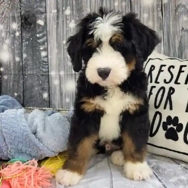 Male Mini Bernedoodle 2nd Gen Puppy for Sale in Monroeville, PA