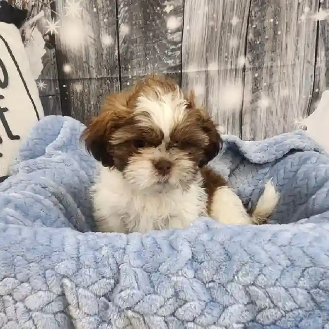 Male Shih Tzu Puppy for Sale in Monroeville, PA