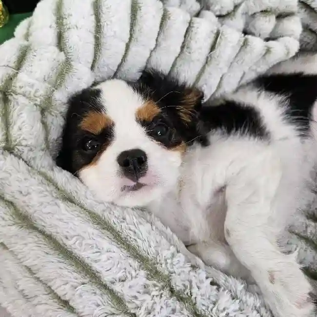 Male Cavalier King Charles Spaniel Puppy for Sale in Monroeville, PA