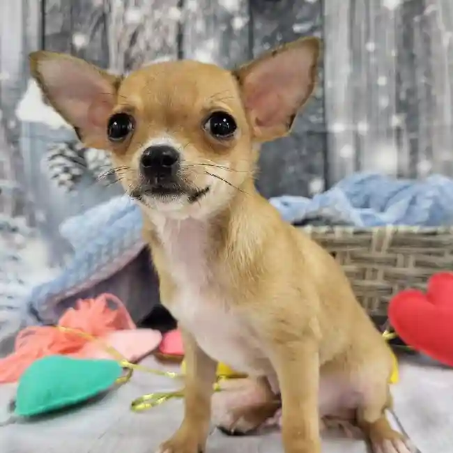 Male Chihuahua Puppy for Sale in Monroeville, PA