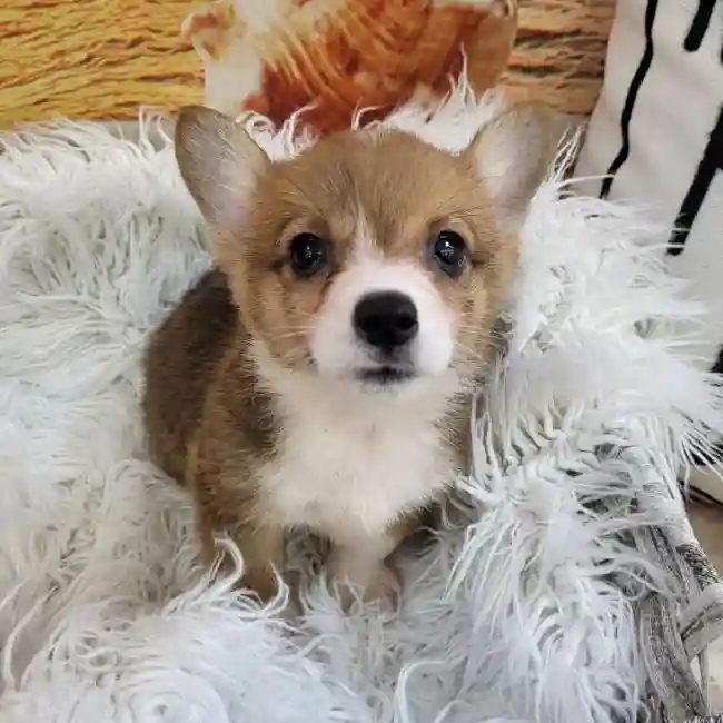 Male Pembroke Welsh Corgi Puppy for Sale in Monroeville, PA