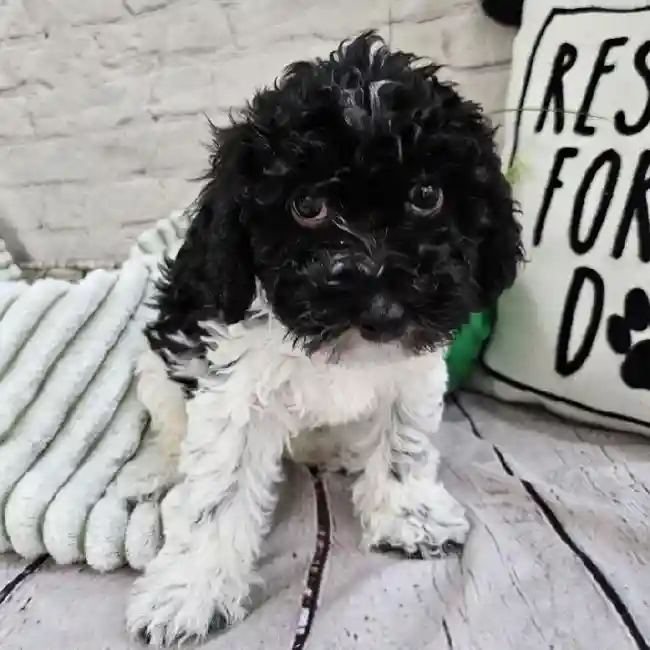 Male Havanese Puppy for Sale in Monroeville, PA