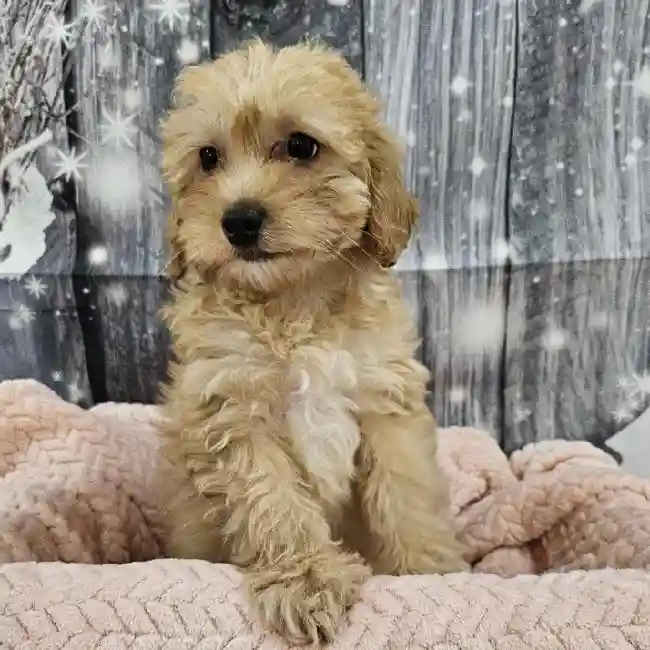 Female Mini Goldendoodle Puppy for Sale in Monroeville, PA