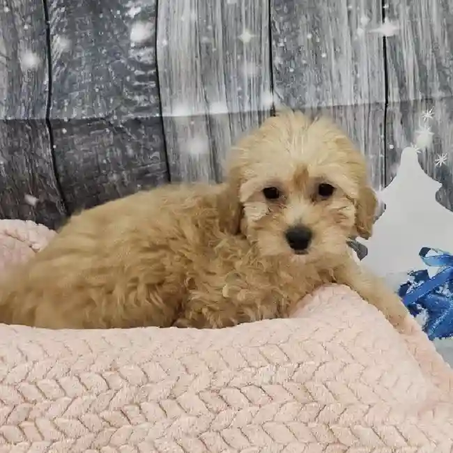 Female Mini Goldendoodle Puppy for Sale in Monroeville, PA