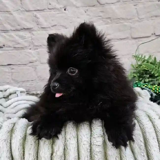 Male Pomeranian Puppy for Sale in Monroeville, PA