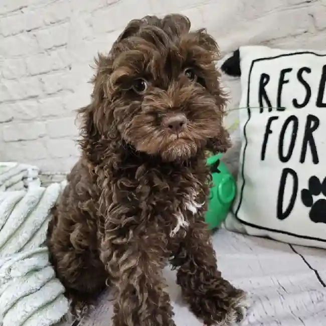 Female Cockapoo Puppy for Sale in Monroeville, PA