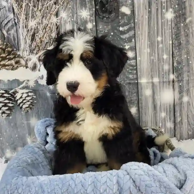 Male Mini Bernedoodle 2nd Gen Puppy for Sale in Monroeville, PA