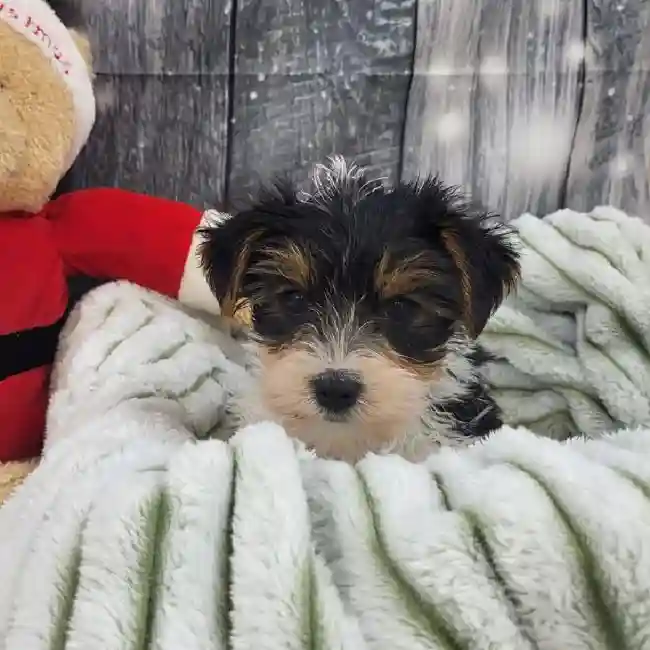 Male Yorkie Puppy for Sale in Monroeville, PA