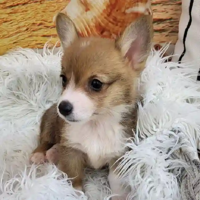 Male Pembroke Welsh Corgi Puppy for Sale in Monroeville, PA